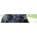 Logo Patsys Hundepension