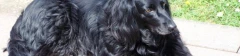 Logo Patsys Hundepension