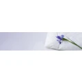 Logo Pension auf Carlsfelde