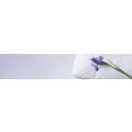 Logo Pension Flora