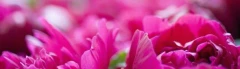 Logo Peter Thiermann Blumen