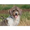 Petit Basset Griffon Vend&eacute;en | vom Hoxwier K&ouml;sching
