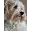 Petra Seibt-He&szlig; Hundesalon Meiningen