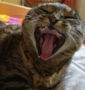 Petra Wei&szlig; Tierarztpraxis Stollberg