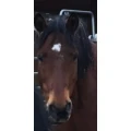 Pferdetransporte Felix Hofmann Sulz