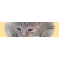 Logo Pflegekatzen Stelle Engels