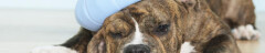Logo Pfötchenhotel Inh. Micheal Cornely Tierpension für Hunde