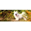 Logo Pfotenland - Hundeschule
