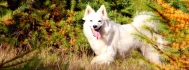 Logo Pfotenland - Hundeschule