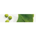 Logo Physiotherapie am Bornstedter Feld Manuela Lehmann