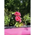 Physiotherapie Sebastian Pradel & Stefanie Hoppe Berlin