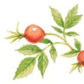 Logo Praxis am Jenischpark