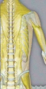 Praxis f&uuml;r Naturheilkunde und Osteopathie J&ouml;rg Frielinghaus Hilders