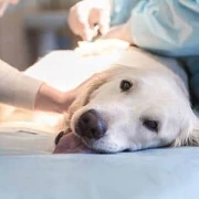 Praxis für Tierphysiotherapie Staufen