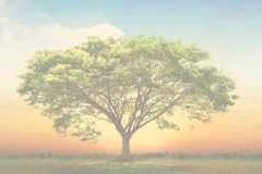 Praxis-Lebensbaum Mannheim