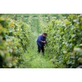 Logo Proffert Weingut u. Strau&szlig;wirtschaft Inh. Steuer Gunter