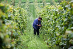 Logo Proffert Weingut u. Strau&szlig;wirtschaft Inh. Steuer Gunter