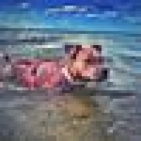 Sy N. image