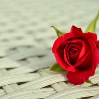 Lea R image