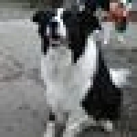 Rolf A. image