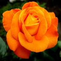 samtweiss image