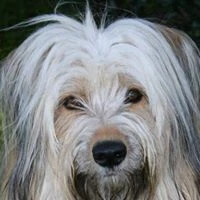 Baffi H. image