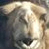 Pepper M. image