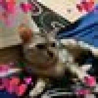 Monja Anita H. image