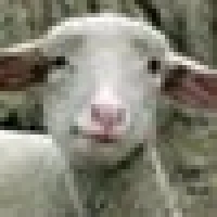 Brik B. image