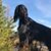 Gordon Setter J.