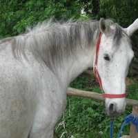 Tierheilprkatikerin  Lachner