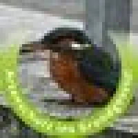 Monika V. image