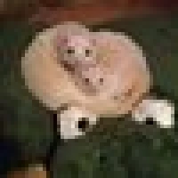 Sylke P. image