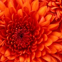Cornelia Keicher image