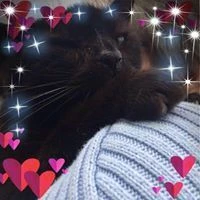 Schild Kröte F. image