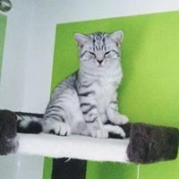 Tik-Tok T.