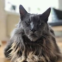 IsMir A. image