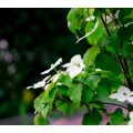 Logo Profis im Garten Garten- und Landschaftsbau Dipl.-Ing.(FH) Benedikt Weidner