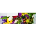 Logo Pusteblume Blumen und mehr...
