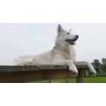 Logo QimmiQ Lodge - Hundezentrum Manja Leissner