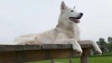 Logo QimmiQ Lodge - Hundezentrum Manja Leissner