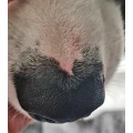 Ralf Lorson Tierarzt L&uuml;nen