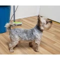 Ramona`s Dog Care Hundepflege, Hundehebamme und Tierfotografie Stolberg