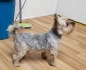 Logo Ramona`s Dog Care Hundepflege, Hundehebamme und Tierfotografie