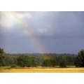 Logo Regenbogenwald e.V.