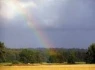 Logo Regenbogenwald e.V.