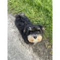 Reichert, B. Havaneserzucht Hundezucht Schwalmtal, Hessen