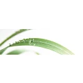 Logo Reinigung Clean, Fischers-Geb&auml;udereinigungs GmbH