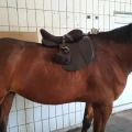 Reitsport Bassler Inh. Knut Bassler Kaiserslautern