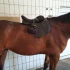 Logo Reitsport Bassler Inh. Knut Bassler